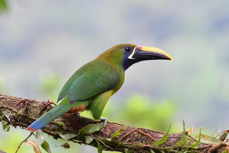 #costarica www.wildlifefoto.it