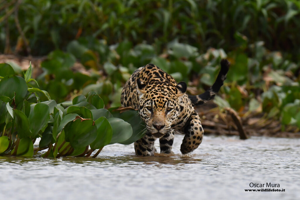 pantanal www.wildlifefoto.it